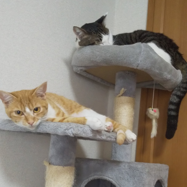 ゆず(左)てん(右)