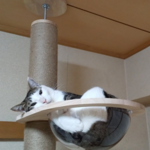 愛猫てん(オス)width=