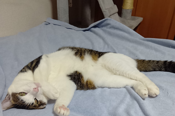 愛猫てん(オス)